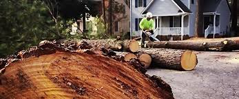 How Our Tree Care Process Works  in  Yorba Linda, CA